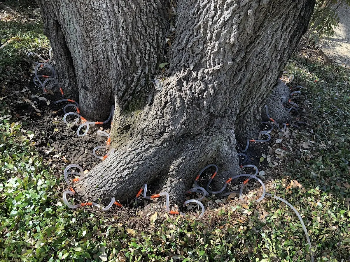 Detailed Tree Cabling and Bracing job site in Harmonsburg